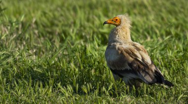 Mısırlı Akbaba, Neophron percnopterus, Tarım Tarlaları, Castilla y Leon, İspanya, Avrupa
