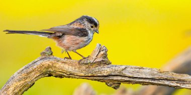 Long-tailed Tit, Aegithalos caudatus, Mediterranean Forest, Castilla y Leon, Spain, Europe