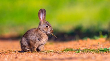 Avrupa Tavşanı, Oryctolagus Cuniculus, Akdeniz Ormanı, Castilla La Mancha, İspanya, Avrupa