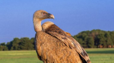 Eurasian Griffon Vulture, Gyps fulvus, Agricultural Fields, Castilla y Leon, Spain, Europe clipart