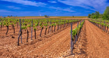 Valdepenas Vineyards, Ciudad Real, Valdepenas Denominacin de Origen, Castilla La Mancha, İspanya, Avrupa