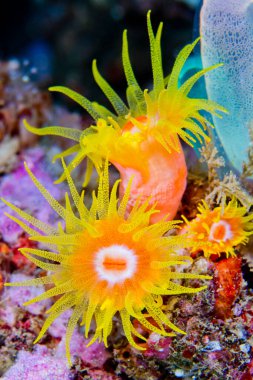 Kaplayan Deniz Anemone, resif inşa eden mercanlar, mercan resifi, Lembeh, Kuzey Sulawesi, Endonezya, Asya 