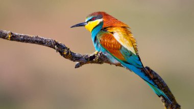Arı yiyici, merops apiaster, Akdeniz Ormanı, Castilla y Leon, İspanya, Avrupa