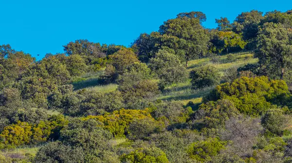 Akdeniz Ormanı, Castilla La Mancha, İspanya, Avrupa