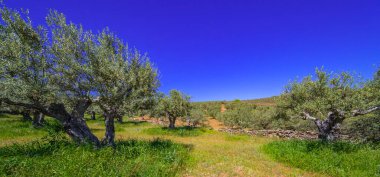 Zeytin Ağaçları Çiftliği, Olea Avrupai Bölgesi, Arribes del Duero Doğal Parkı, SPA, SAC, Biyosfer Rezervi, Salamanca, Castilla y Leon, İspanya, Avrupa