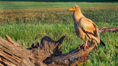 Egyptian Vulture, Neophron percnopterus, Agricultural Fields, Castilla y Leon, Spain, Europe clipart