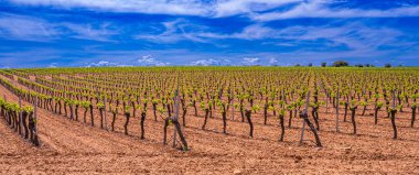 Valdepenas Vineyards, Ciudad Real, Valdepenas Denominacin de Origen, Castilla La Mancha, İspanya, Avrupa