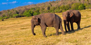 Sri Lanka Fili, Elephas maximus maximus, Kaudulla Ulusal Parkı, Sri Lanka, Asya