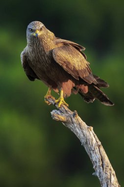 Kara Uçurtma, Milvus migrans, Tarım Tarlaları, Castilla y Leon, İspanya, Avrupa