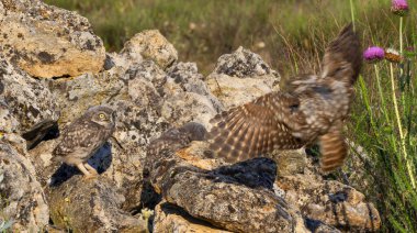 Küçük Baykuş, Athene noctua, Akdeniz Ormanı, Castilla y Leon, İspanya, Avrupa