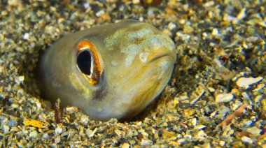 Conger Eel, Arisoma balearicum, Cabo Cope-Puntas del Calnegre Doğal Parkı, Akdeniz, Murcia Bölgesi, İspanya, Avrupa