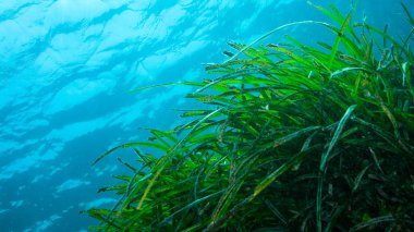 Neptün Çim Sahası, Akdeniz Tapeweed, Posidonia Okyanusu, Cabo Cope-Puntas del Calnegre Doğal Parkı, Akdeniz Bölgesi, Murcia Bölgesi, İspanya, Avrupa