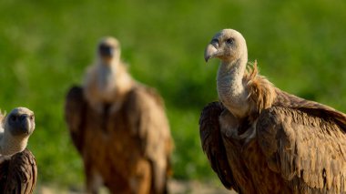 Eurasian Griffon Vulture, Gyps fulvus, Agricultural Fields, Castilla y Leon, Spain, Europe clipart