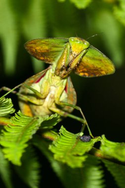 Shiel Mantis, Hood Mantis, Leaf Mantis, Praying Mantis, Choeradodis sp., Tropikal Yağmur Ormanları, Napo Nehri Havzası, Amazonia, Ekvador, Amerika