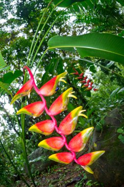 Heliconia, Istakoz Pençesi, Sahte Cennet Kuşu, Heliconia bihai, Tropikal Yağmur Ormanları, Marino Ballena Ulusal Parkı, Uvita de Osa, Puntarenas, Kosta Rika, Orta Amerika, Amerika