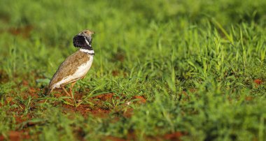 Little Bustard, Bustard, Tetrax tetrax, Mediterranean Forest, Castilla La Mancha, Spain, Europe clipart