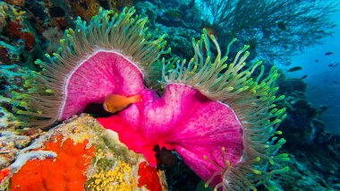 Blackfinned Anemonefish, Amphiprion nigripes, Magnificent Sea Anemone, Heteractis magnifica, Coral Reef, South Ari Atoll, Maldives, Indian Ocean, Asia clipart