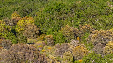 Sokak Sahnesi, Geleneksel Mimari, Muros de Nalon, Principado de Asturias, İspanya, Avrupa