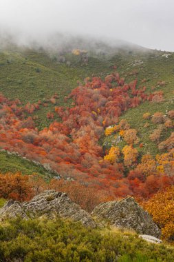 Sokak Sahnesi, Geleneksel Mimari, Muros de Nalon, Principado de Asturias, İspanya, Avrupa