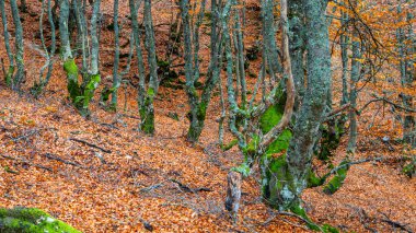 Sokak Sahnesi, Geleneksel Mimari, Muros de Nalon, Principado de Asturias, İspanya, Avrupa