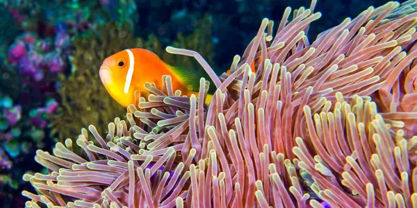 Blackfinned Anemonfish, Amphiprion nigripes, Magnificent Sea Anemone, Heteractis magnifica, Coral Reef, South Ari Atoll, Maldivler, Hint Okyanusu, Asya