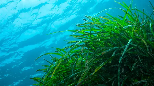 Neptün Çim Sahası, Akdeniz Tapeweed, Posidonia Okyanusu, Cabo Cope-Puntas del Calnegre Doğal Parkı, Akdeniz Bölgesi, Murcia Bölgesi, İspanya, Avrupa