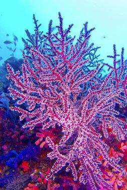 Çok dallı Mercan Ağaçları, Yumuşak Mercan, Resif Yapan Mercanlar, Mercan Resifi, Güney Ari Atolü, Maldivler, Hint Okyanusu, Asya