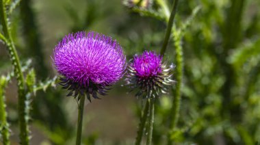 Sokak Sahnesi, Geleneksel Mimari, Muros de Nalon, Principado de Asturias, İspanya, Avrupa