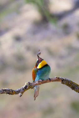 Arı yiyici, merops apiaster, Akdeniz Ormanı, Castilla y Leon, İspanya, Avrupa