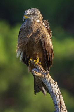 Kara Uçurtma, Milvus migrans, Tarım Tarlaları, Castilla y Leon, İspanya, Avrupa