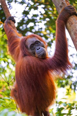 Orangutan, Pongo pigmaeus, Tanjung Puting Ulusal Parkı, Kalimantan, Borneo, Endonezya