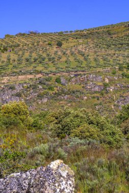 Zeytin Ağaçları Çiftliği, Olea Avrupai Bölgesi, Arribes del Duero Doğal Parkı, SPA, SAC, Biyosfer Rezervi, Salamanca, Castilla y Leon, İspanya, Avrupa