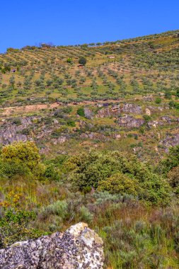 Olives Trees Plantation, Olea europea, Arribes del Duero Natural Park, SPA, SAC, Biosphere Reserve, Salamanca, Castilla y Leon, Spain, Europe clipart