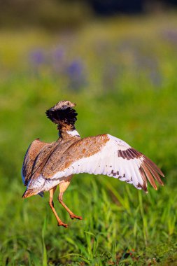 Küçük Bustard, Bustard, Tetrax tetrax, Akdeniz Ormanı, Castilla La Mancha, İspanya, Avrupa