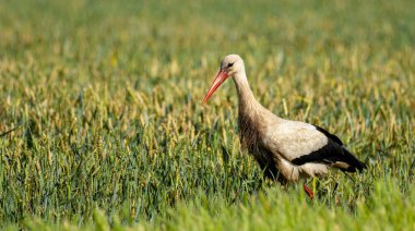 White Stork, Ciconia ciconia, Agricultural Fields, Castilla y Leon, Spain, Europe clipart