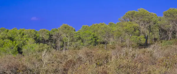 Finca Publica de Son Real, Natura 2000, Peninsula de Llevant Natural Park, Mallorca, Balearic Adaları, İspanya, Avrupa