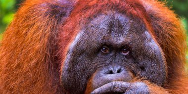 Orangutan, Pongo pigmaeus, Tanjung Puting Ulusal Parkı, Kalimantan, Borneo, Endonezya