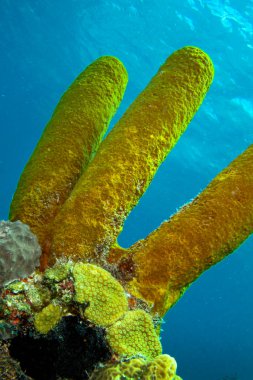 Sarı Tüplü Sünger, Bob Sponge, Aplysina Fistularis, Mercan Resifi, Karayip Denizi, Playa Giron, Küba, Amrica