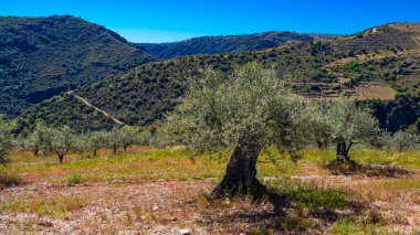 Zeytin Ağaçları Çiftliği, Olea Avrupai Bölgesi, Arribes del Duero Doğal Parkı, SPA, SAC, Biyosfer Rezervi, Salamanca, Castilla y Leon, İspanya, Avrupa