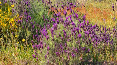 Flowering  Lavander Wildflower Nature Background Wallpaper clipart