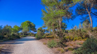 Finca Publica de Son Real, Natura 2000, Pennsula de Llevant Natural Park, Mallorca, Balearic Adaları, İspanya, Avrupa