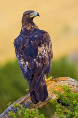 Golden Eagle, Aquila chrysaetos, Mediterranean Forest, Castile Leon, Spain, Europe