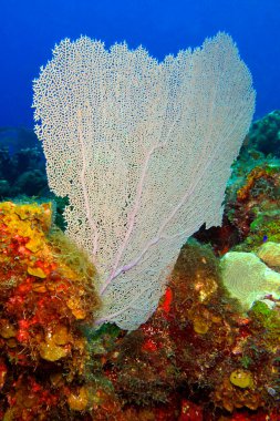 Dev Gorgonian, Deniz Fanı, Mercan Resifi, Karayip Denizi, Isla de la Juventud, Küba, Amerika