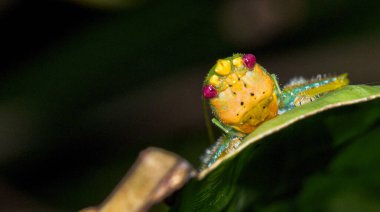 Bug, Homoptera, Hemiptera, Tropical Rainforest, Corcovado National Park, Osa Conservation Area, Osa Peninsula, Costa Rica, Central America clipart