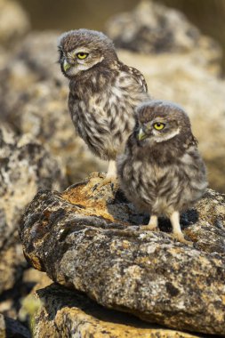 Küçük Baykuş, Athene noctua, Akdeniz Ormanı, Castilla y Leon, İspanya, Avrupa