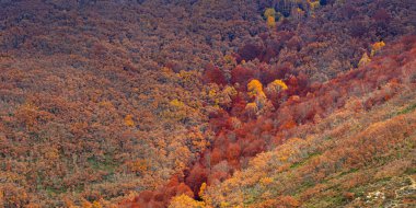 Hayedo de la Pedrosa Doğal Koruma Alanı, Beech Ormanı Sonbahar Sezonu, Fagus Sylvatica, Riofrio de Riaza, Segovia, Castilla y Leon, İspanya, Avrupa