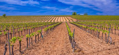 Valdepenas Vineyards, Ciudad Real, Valdepenas Denominacin de Origen, Castilla La Mancha, İspanya, Avrupa