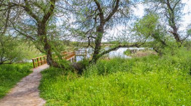 Tamarisk, Tamarix gallica, Tablas de Daimiel Ulusal Parkı, Daimiel, Ciudad Real, Castilla La Mancha, İspanya, Avrupa