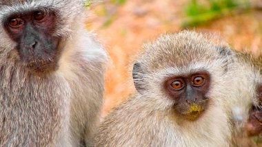 Vervet Monkey, Cercopithecus aethiops, Kruger National Park, Mpumalanga, South Africa, Africa clipart