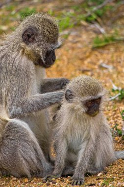 Vervet Maymunu, Cercopithecus aethiops, Kruger Ulusal Parkı, Mpumalanga, Güney Afrika, Afrika